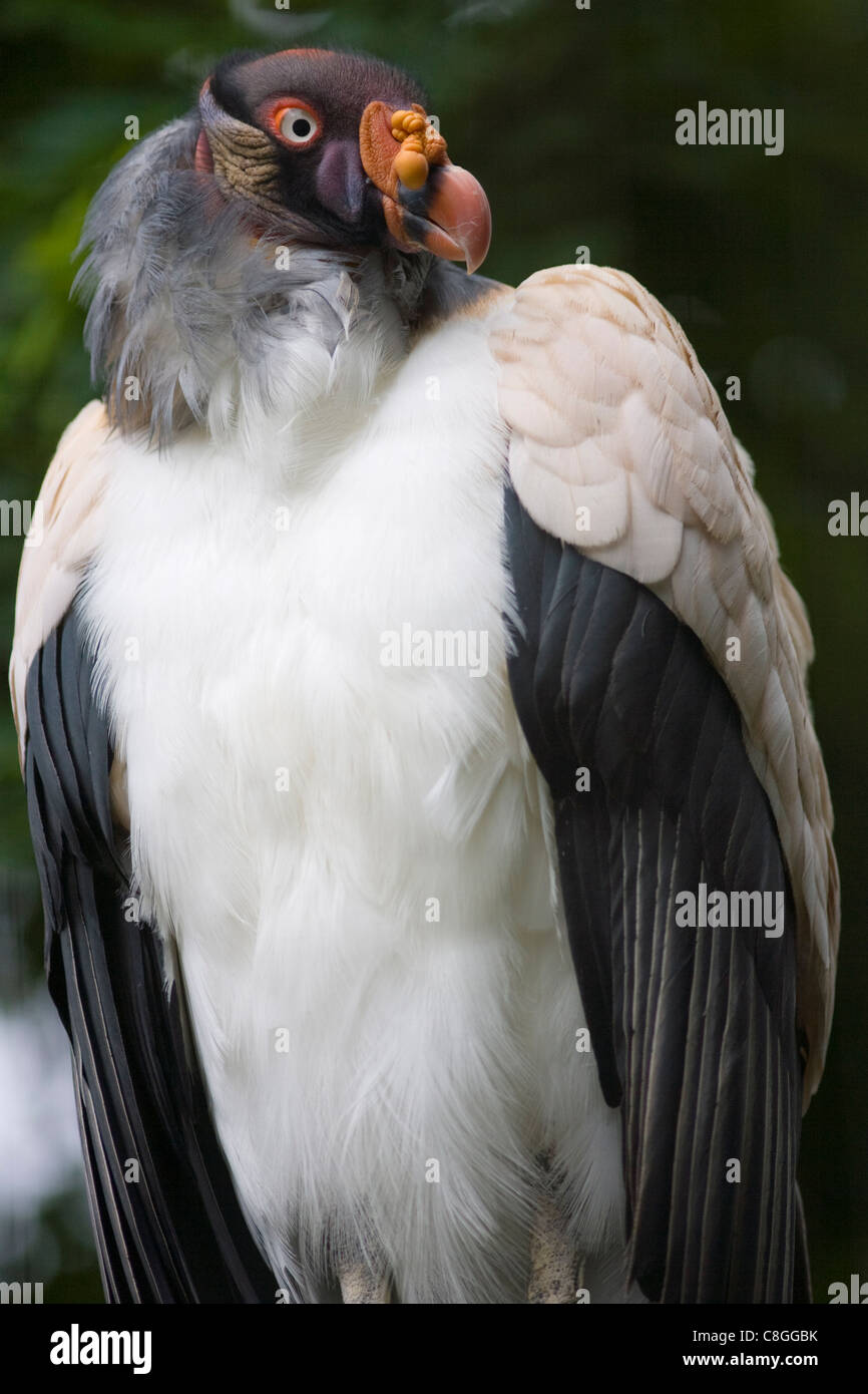 King Vulture (Sarcoramphus papa) verticale, in condizioni controllate, Regno Unito Foto Stock