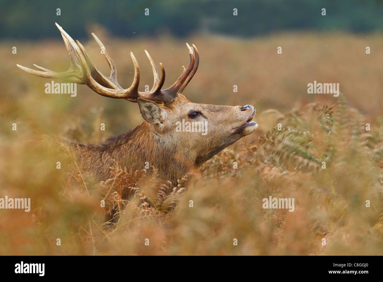 Red Deer Stag sniffing per cerve durante la routine Foto Stock