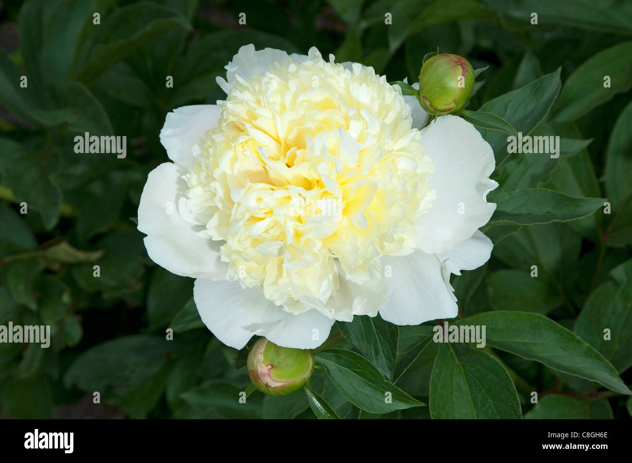 Paeony Laura Dessert, giardino comune Paeony, Cinese Paeony (Paeonia lactiflora Laura dessert), fiore. Foto Stock