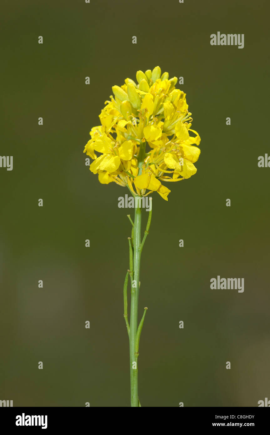 Senape nera (Brassica nigra, Sinapis nigra), fiori e semi. Foto Stock