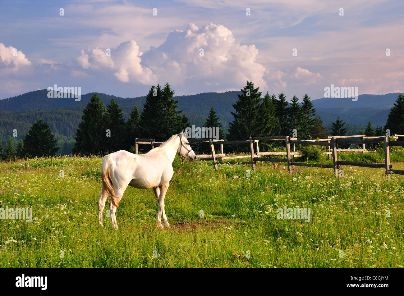 Cavallo Bianco su verde erba in montagna Foto Stock