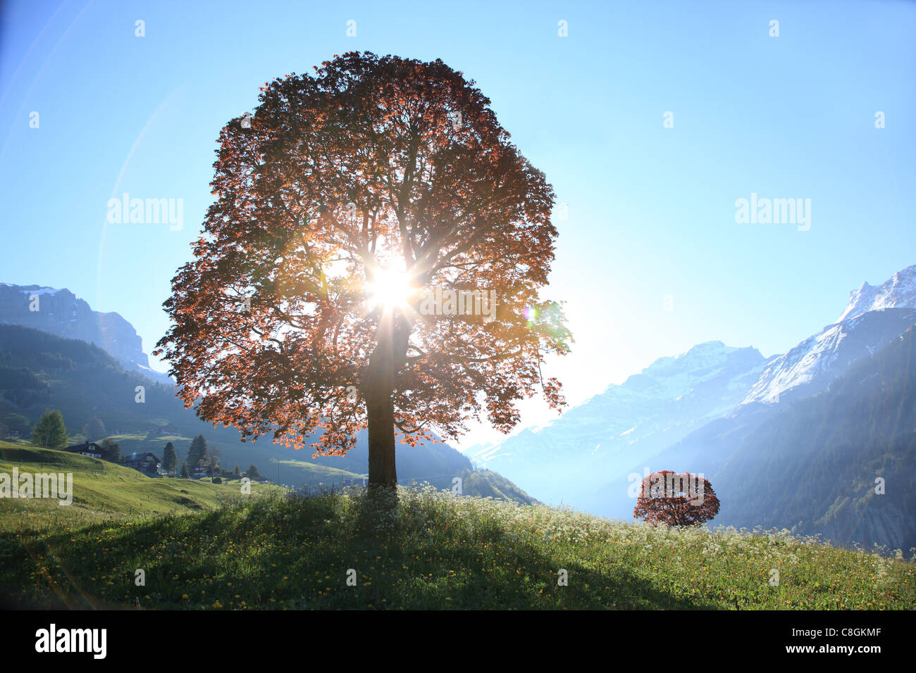 Natura, albero, Sun, Sunbeam, la svasatura, drammatico, Europa, Svizzera, Schächental, Uri, alpi svizzere, Mountain Valley, tranquilla, terra Foto Stock