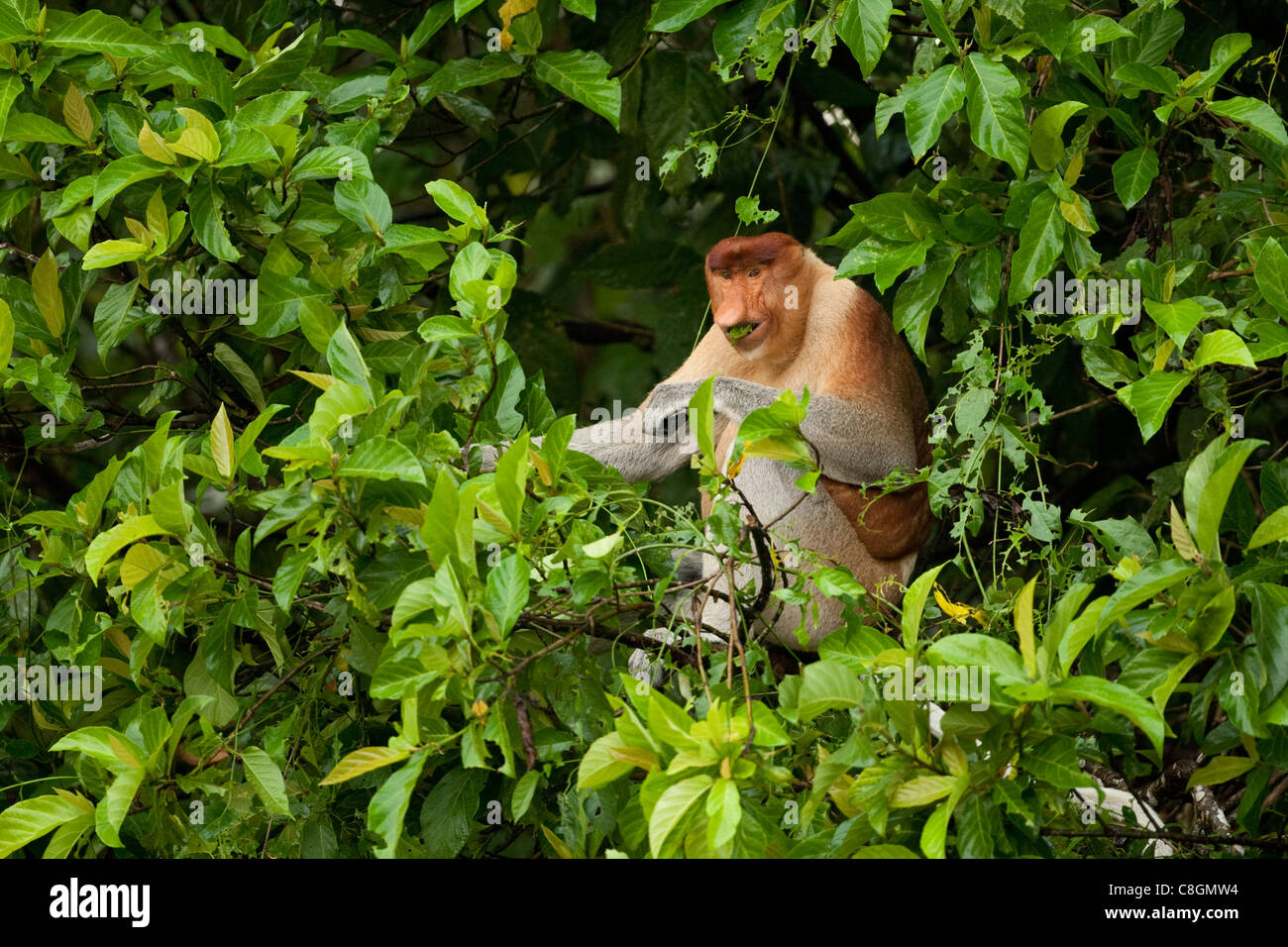 Proboscide monkey Nasalis larvatus mangiare le foglie, Kinabatangan, Sabah Borneo, Malaysia Foto Stock