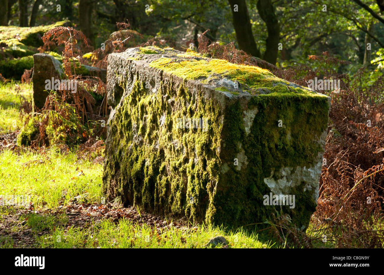 Moss coperta la parte lavorata della pietra di granito, Dartmoor Devon UK Foto Stock