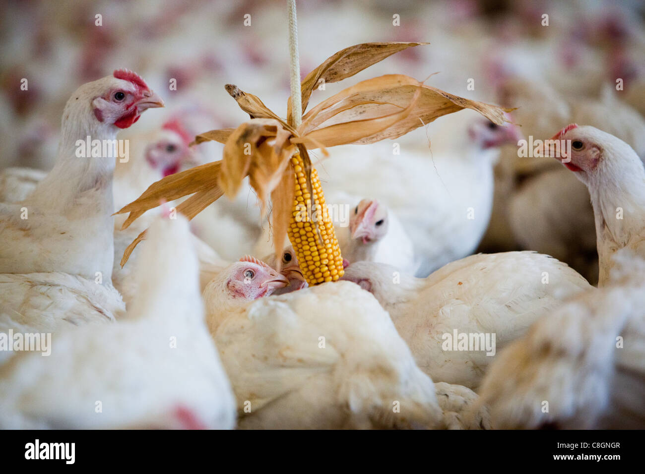 Pollo interagenti con il mais dolce in un fienile su una libertà cibo certified fattoria di pollo. Somerset. Regno Unito. Foto Stock