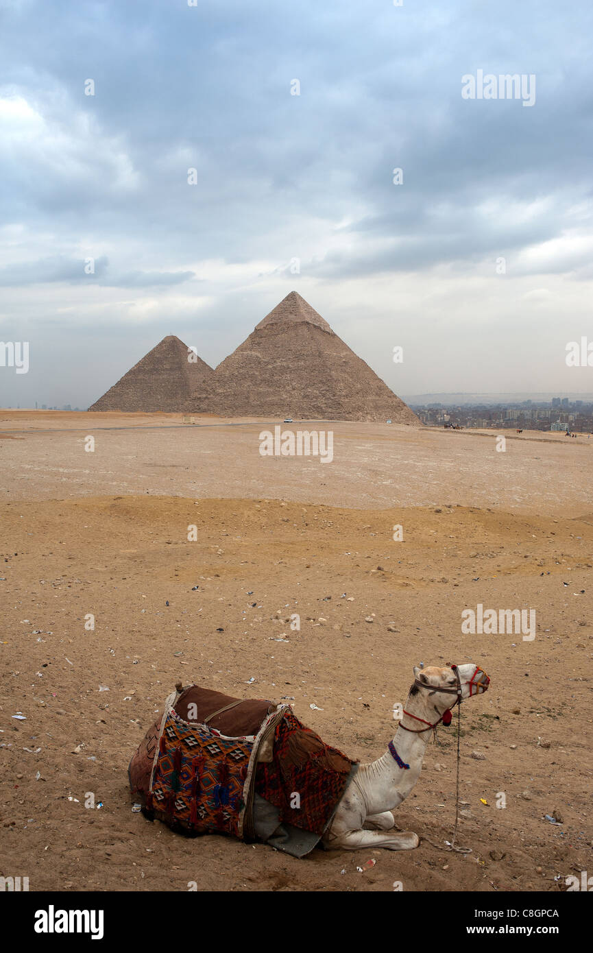 Camel presso le Piramidi di Giza, il Cairo, Egitto Foto Stock