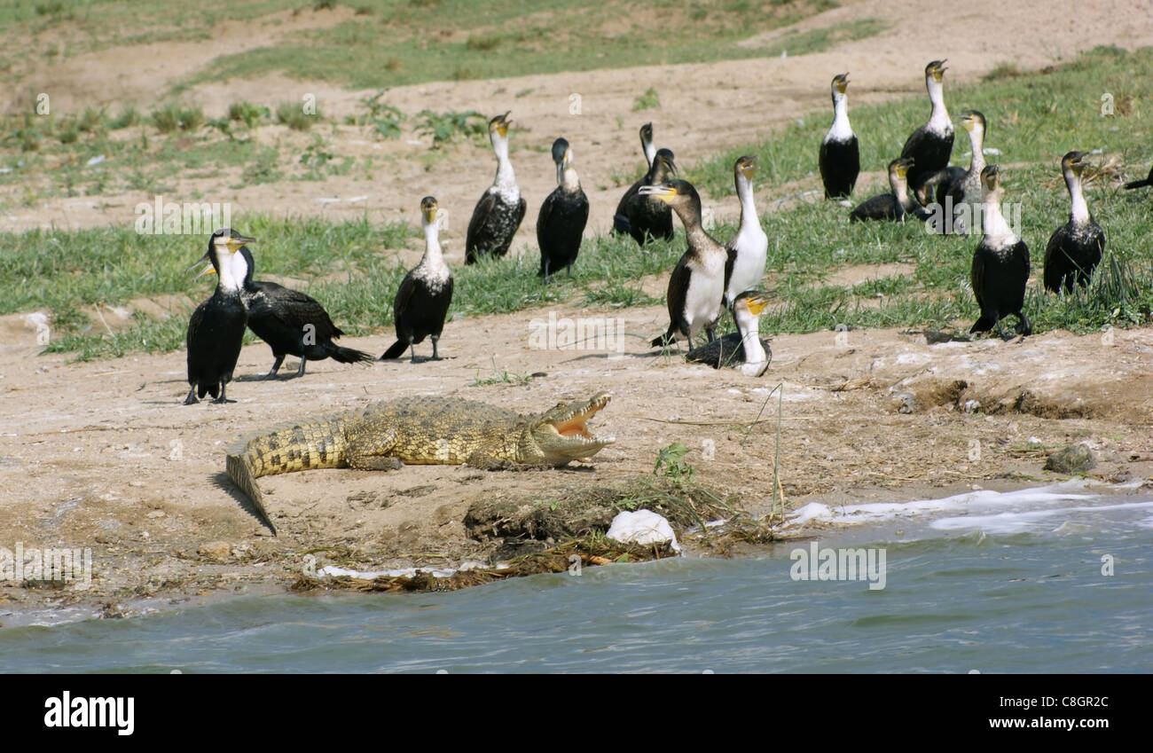 Alcune specie di uccelli e un coccodrillo waterside nel Queen Elizabeth National Park in Uganda (Africa) in un ambiente soleggiato Foto Stock