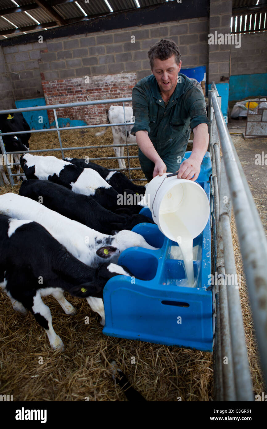 Salariato agricolo alimentazione dei giovani vitelli su una libertà cibo acredited farm. Il Dorset. Regno Unito. Foto Stock