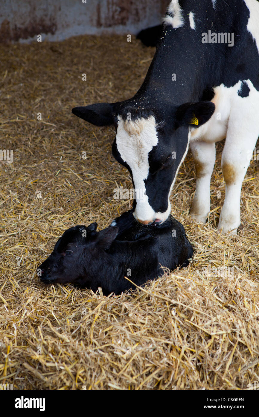 Friesan mucca con i giovani vitelli. Libertà acredited alimentare bovina e caseificio. Il Dorset. Regno Unito. Foto Stock