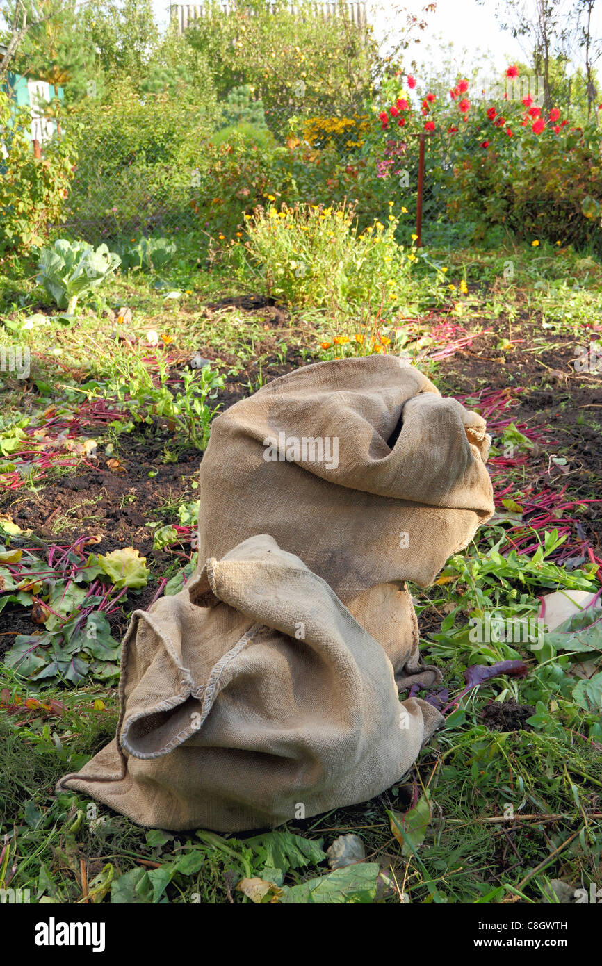 Sacchi di tela con il raccolto Foto Stock