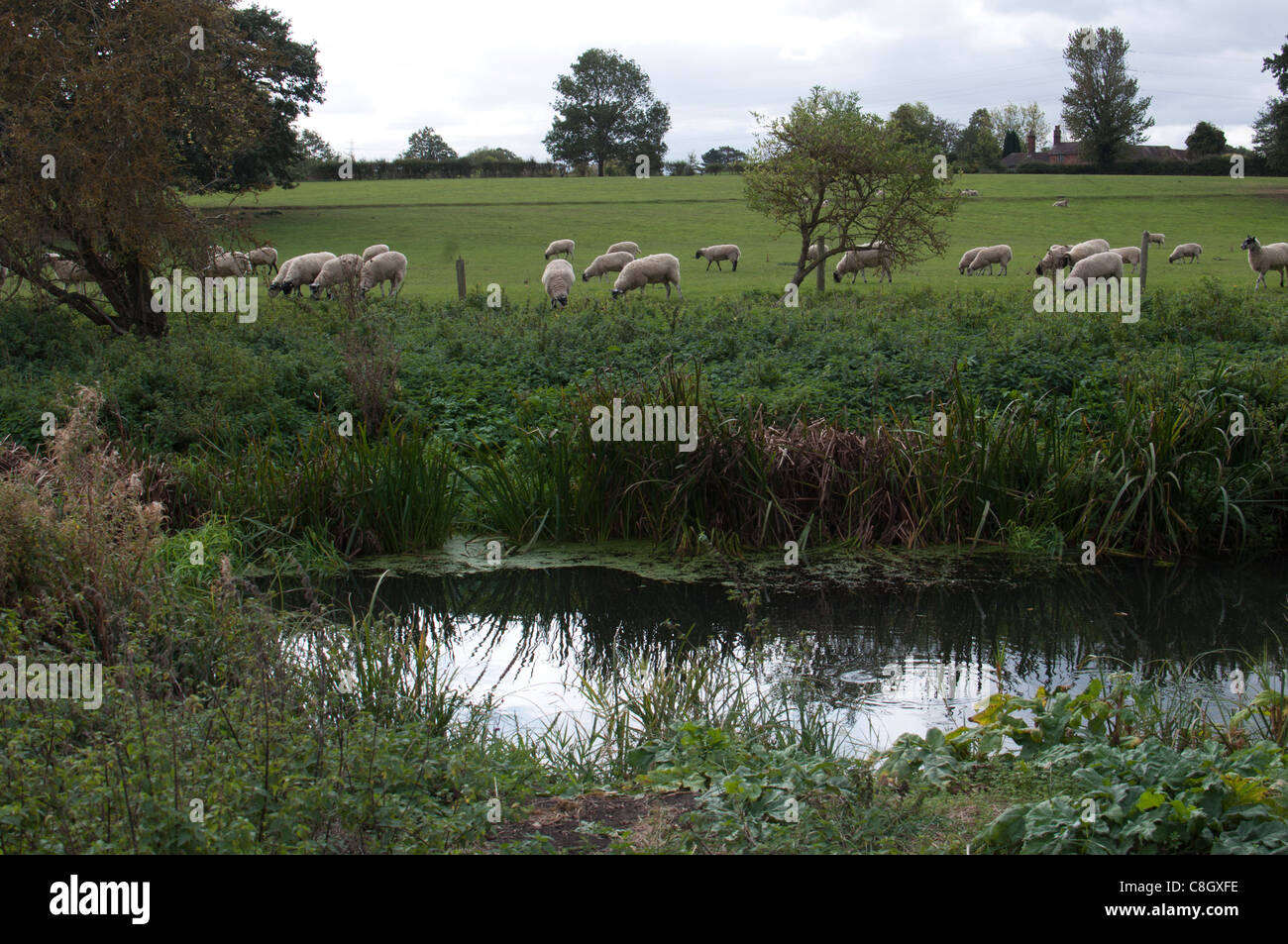 River Leam vicino alla sua confluenza con River Avon, Leamington Spa, Regno Unito Foto Stock