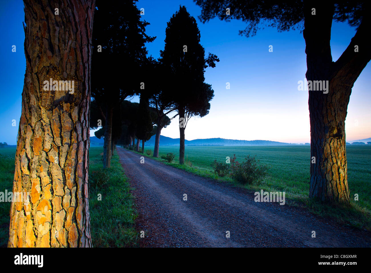 Badiola, Italia, Europa, Toscana, Maremma, modo, avenue, alberi, pini, cipressi, umore, luce, illuminazione, Foto Stock