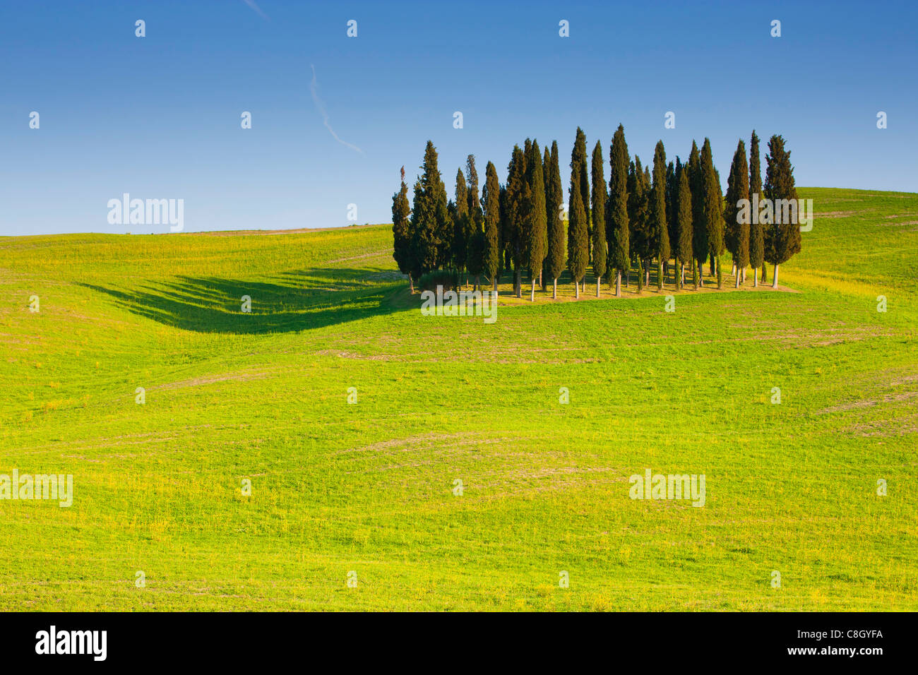 Torrenieri, Italia, Europa, Toscana, cresta, ridge, Horizon, skyline, paesaggio collinare, campi, olivi, cipressi Foto Stock