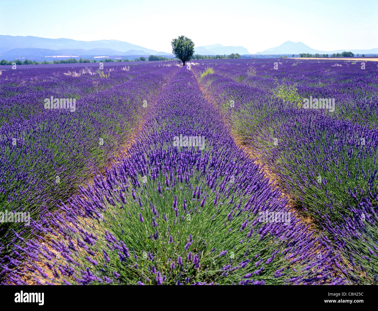 Francia, Europa, Provenza, agricoltura, lavanda, campo Foto Stock