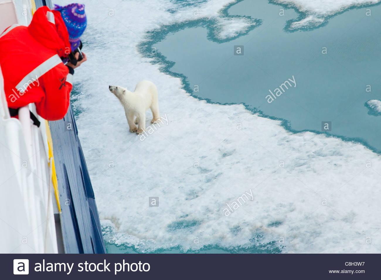 Un turista di crociera scatta foto di un orso polare sulla banchisa. Foto Stock