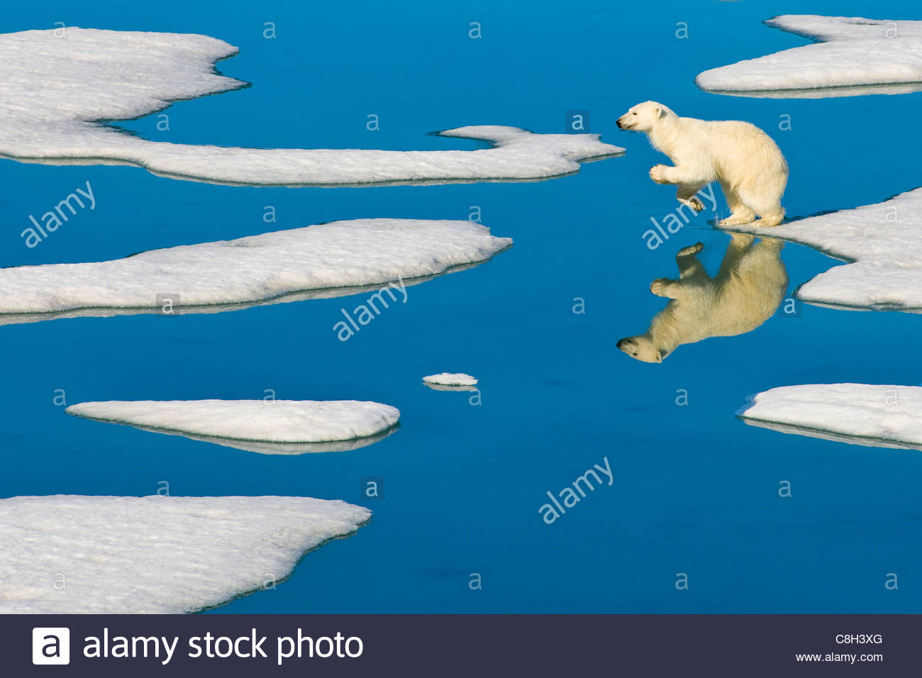 Un orso polare salta da un pezzo di ghiaccio pack per il prossimo. Foto Stock