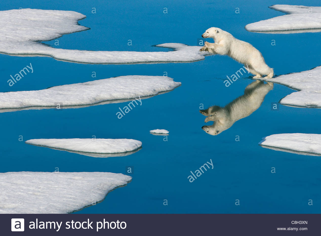 Un orso polare salta da un pezzo di ghiaccio pack per il prossimo. Foto Stock