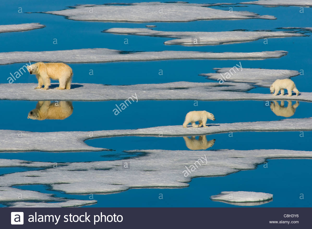 Un orso polare e i suoi cuccioli a piedi lungo sparse pack ghiaccio. Foto Stock
