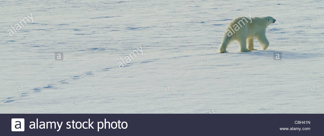 Un orso polare si avvicina pack artico ghiaccio. Foto Stock