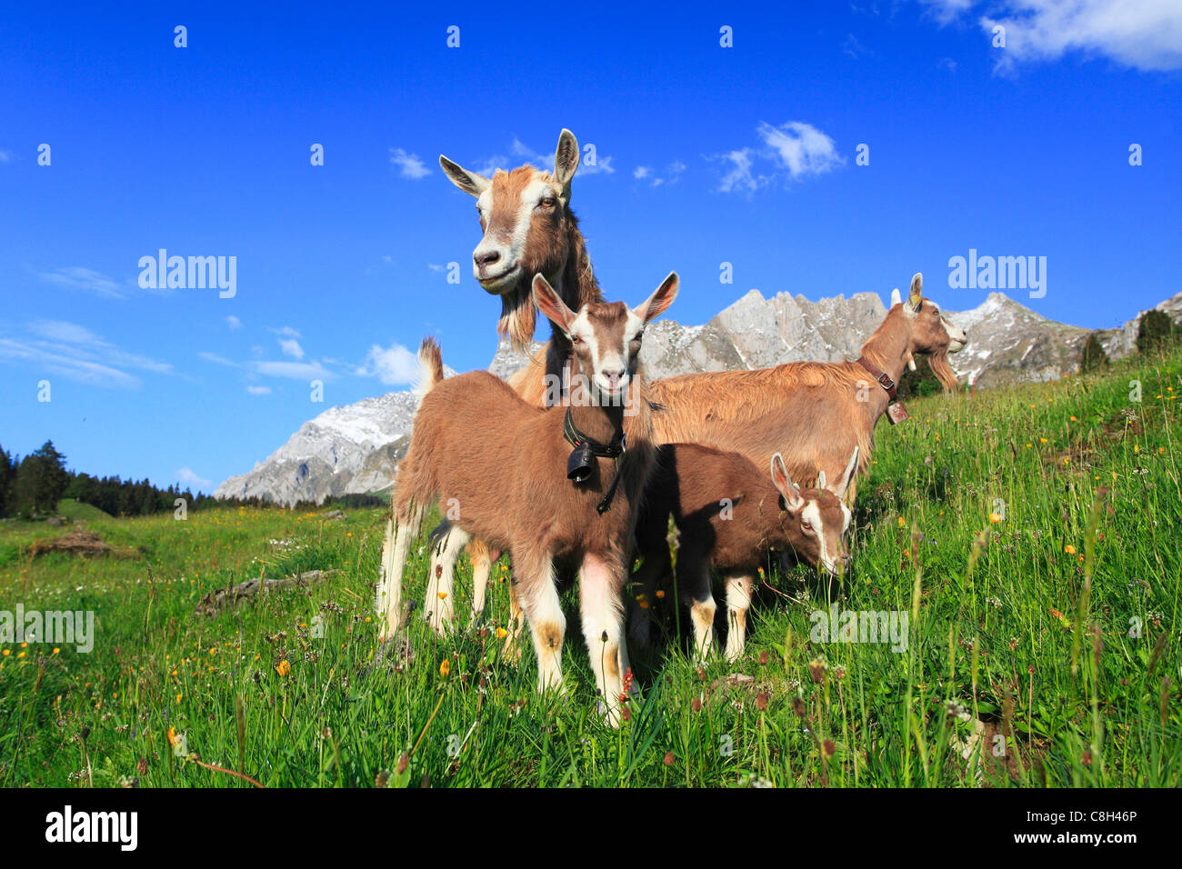 Alp, alpi, alpine, Alpstein, massiccio, Appenzell, montagna, panorama di montagna, fiori di montagna, montagne, la flora di montagna, mo Foto Stock