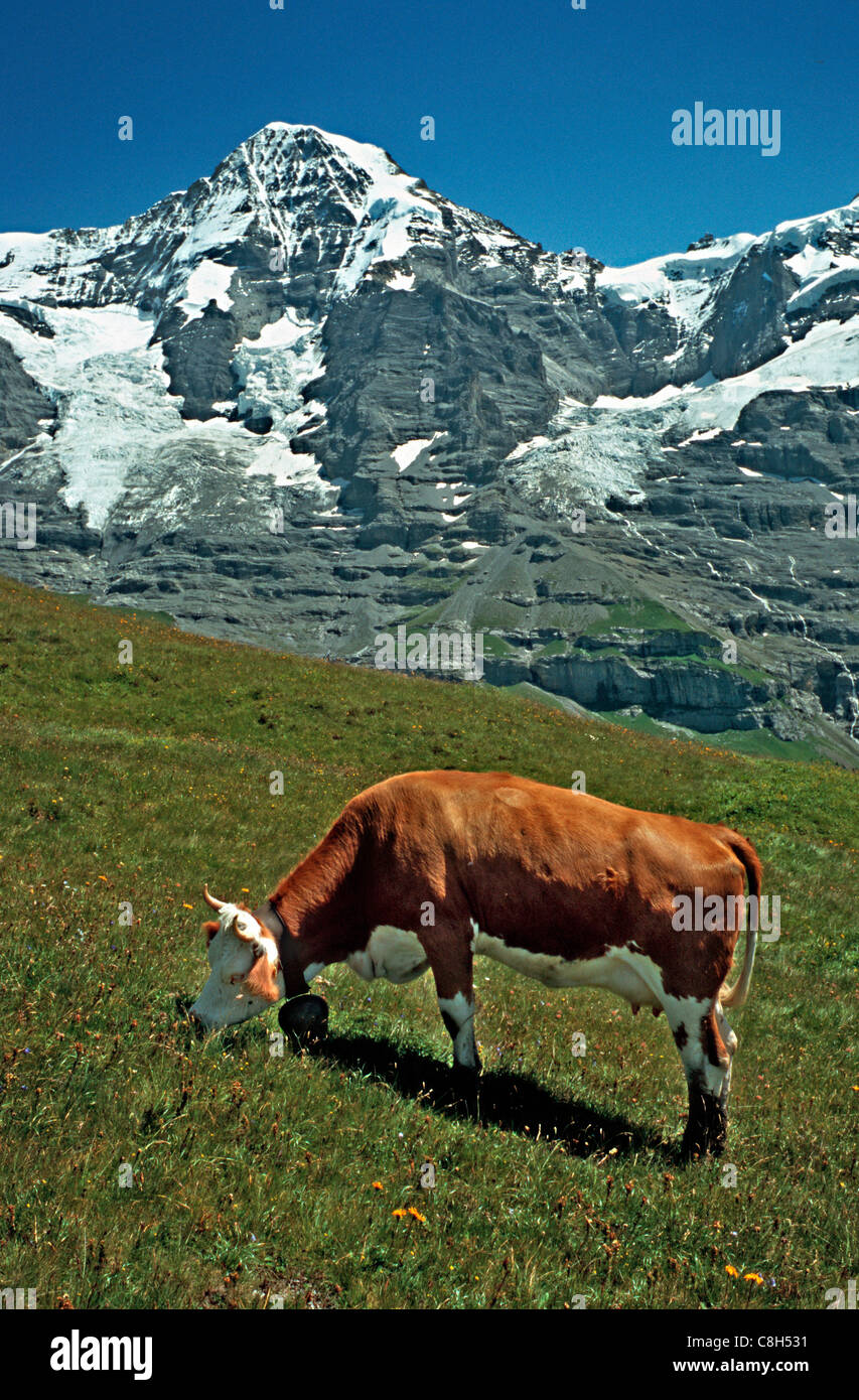 Wengernalp, Kleine Scheidegg, Svizzera, Canton Berna, Alpi Alpi Bernesi, Oberland bernese, Alte Alpi, Silberhorn, mucca, bovini Foto Stock