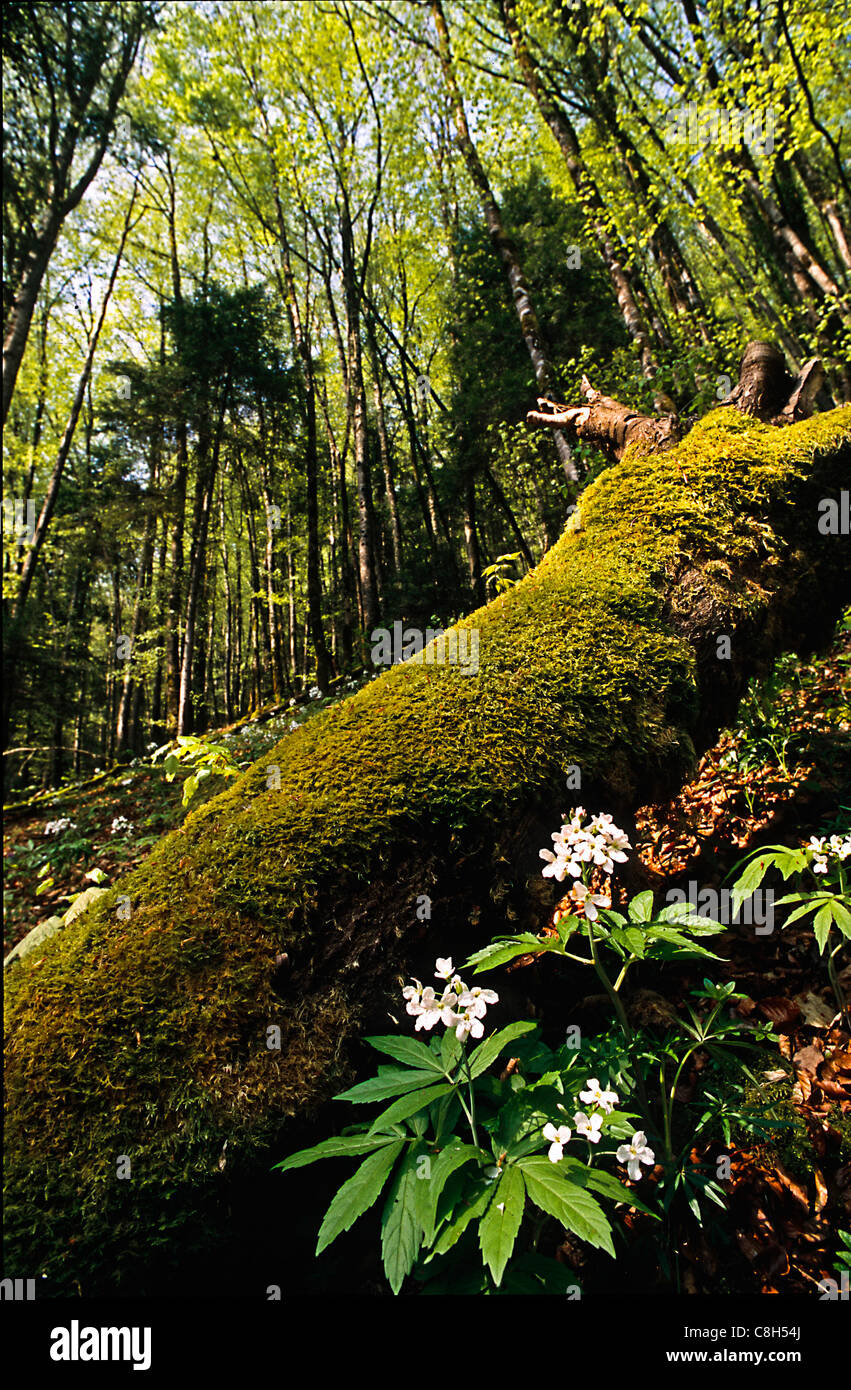 Bois banale, St. Ursanne, Svizzera Canton Giura, foresta, legno di faggio, beechforest, bosco di latifoglie, di latifoglie, foresta trun Foto Stock