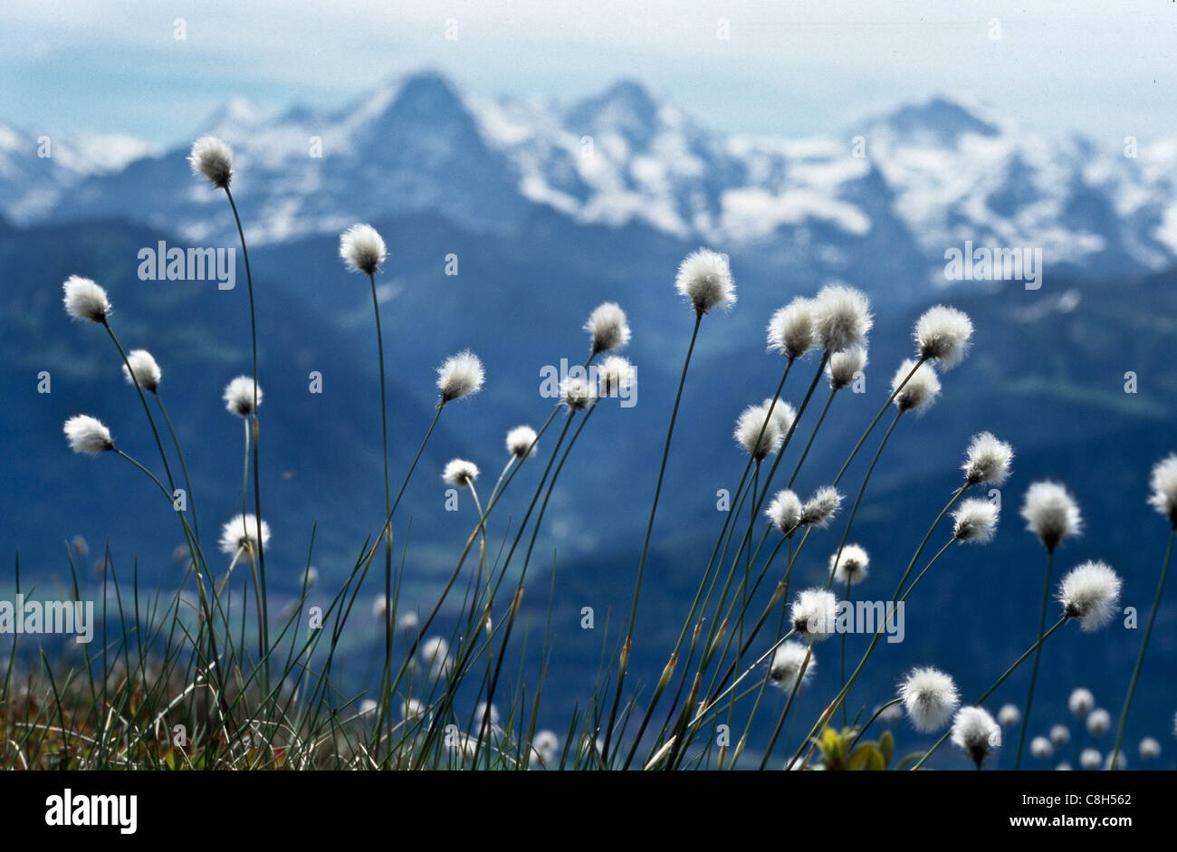 Niederhorn, Beatenberg, Svizzera, Canton Berna, Alpi Oberland Bernese, scenario di montagna, ambito di montagna, Eiger flora alpina Foto Stock