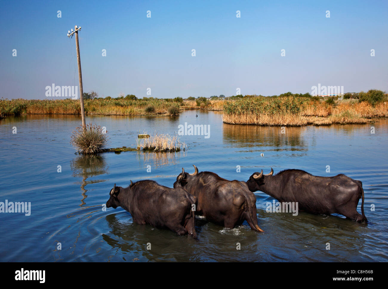 Buffaloes Varcando il fiume Gallikos, vicino al suo delta (estuario), vicino a Salonicco, Macedonia, Grecia Foto Stock