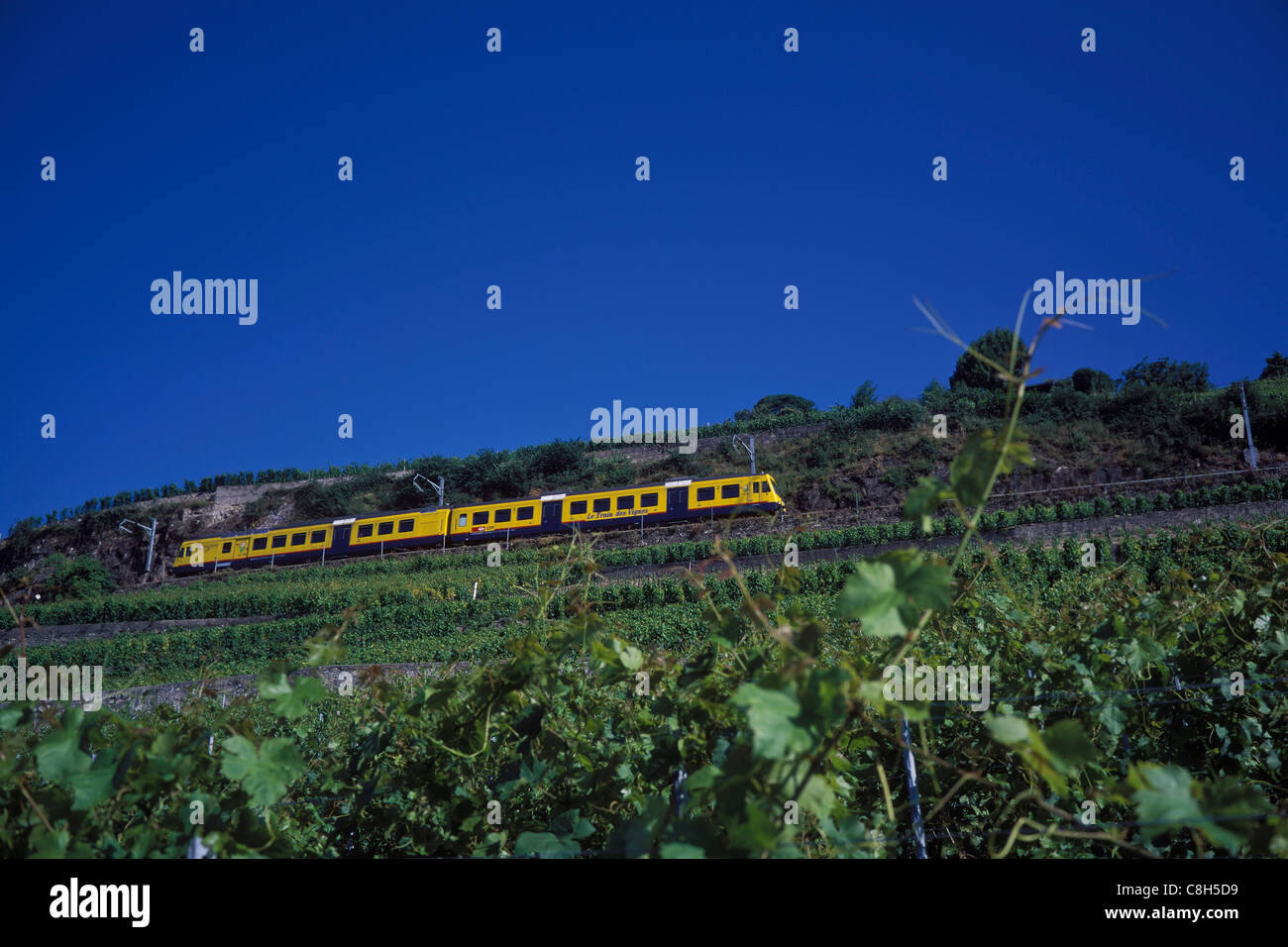 La Svizzera, Europa, Vaud, treno, funzione, trasporti, Canton, vino, vigneto, vigneti, UNESCO, estate, Lavaux,, vigna Foto Stock