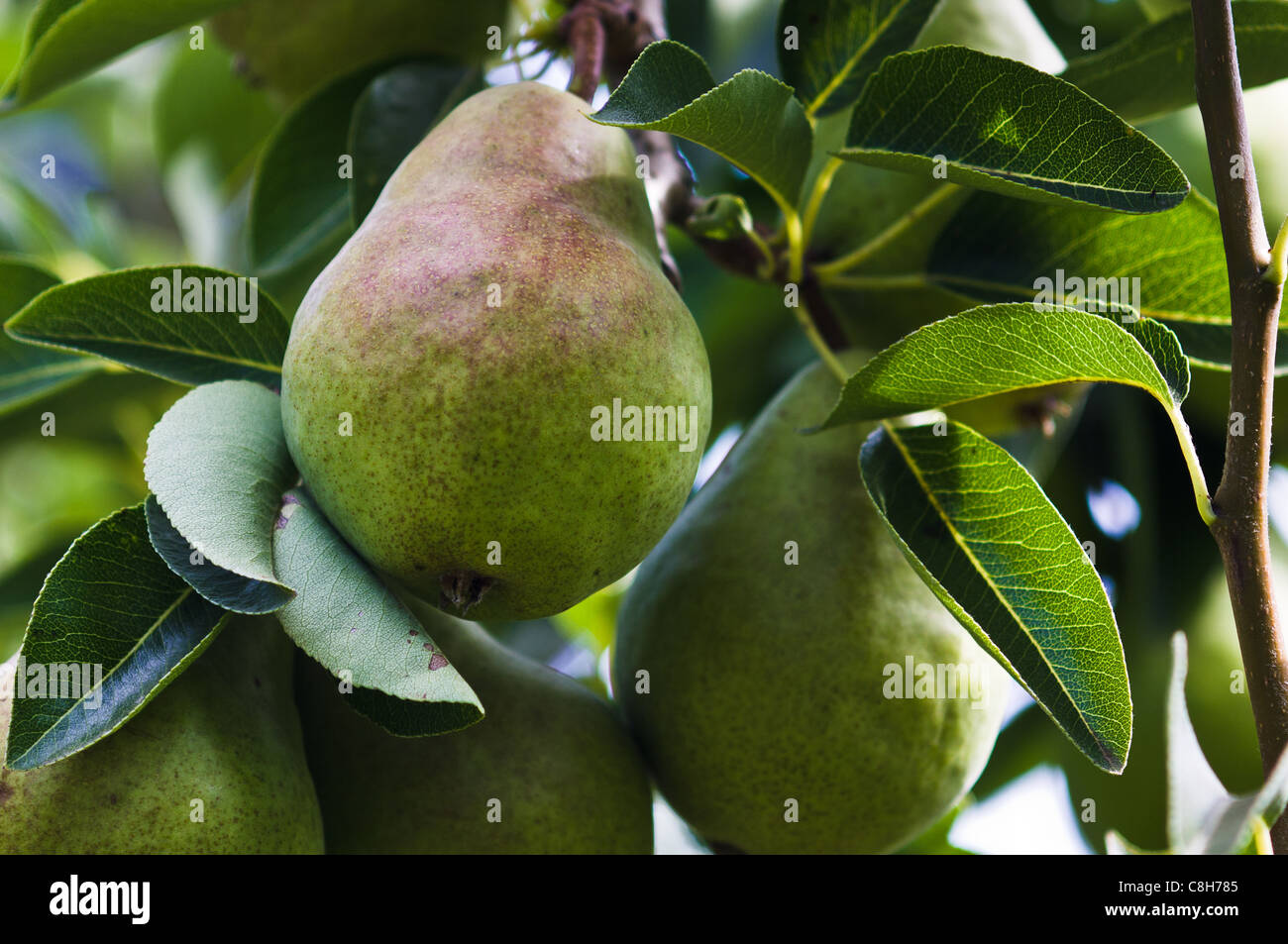 Pera sull'albero quasi pronto per la mietitura Foto Stock