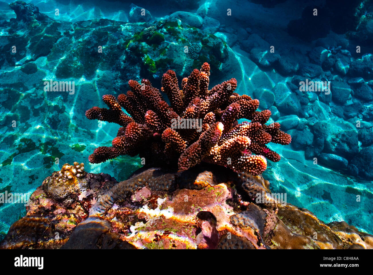 Un rosso brillante Staghorn coral spuntano da un tropicale barriera corallina. Foto Stock
