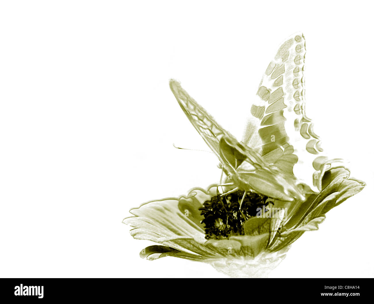 Farfalla sul fiore Foto Stock