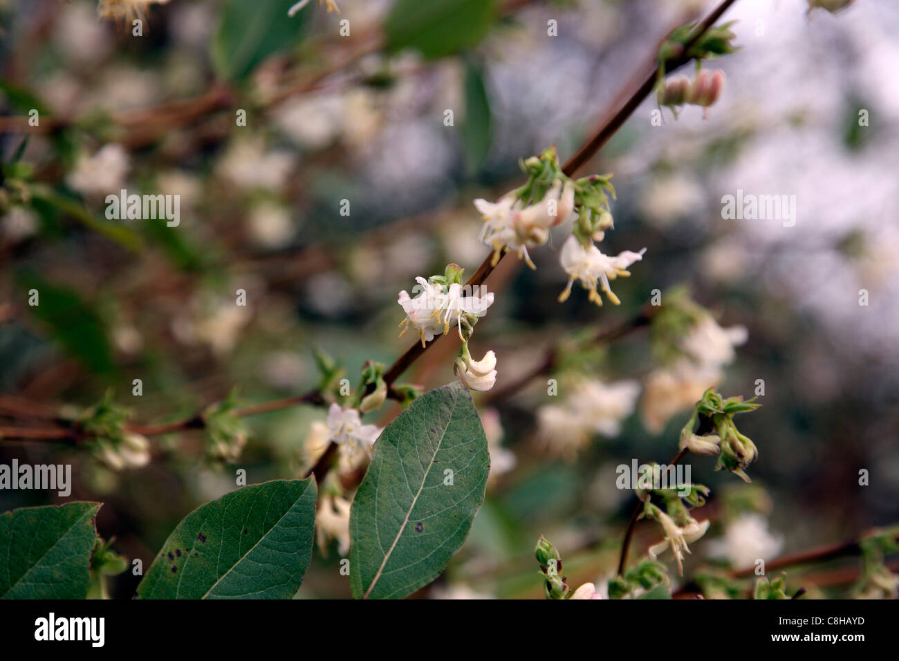 Lonicera x purpusii alla fine di febbraio Foto Stock