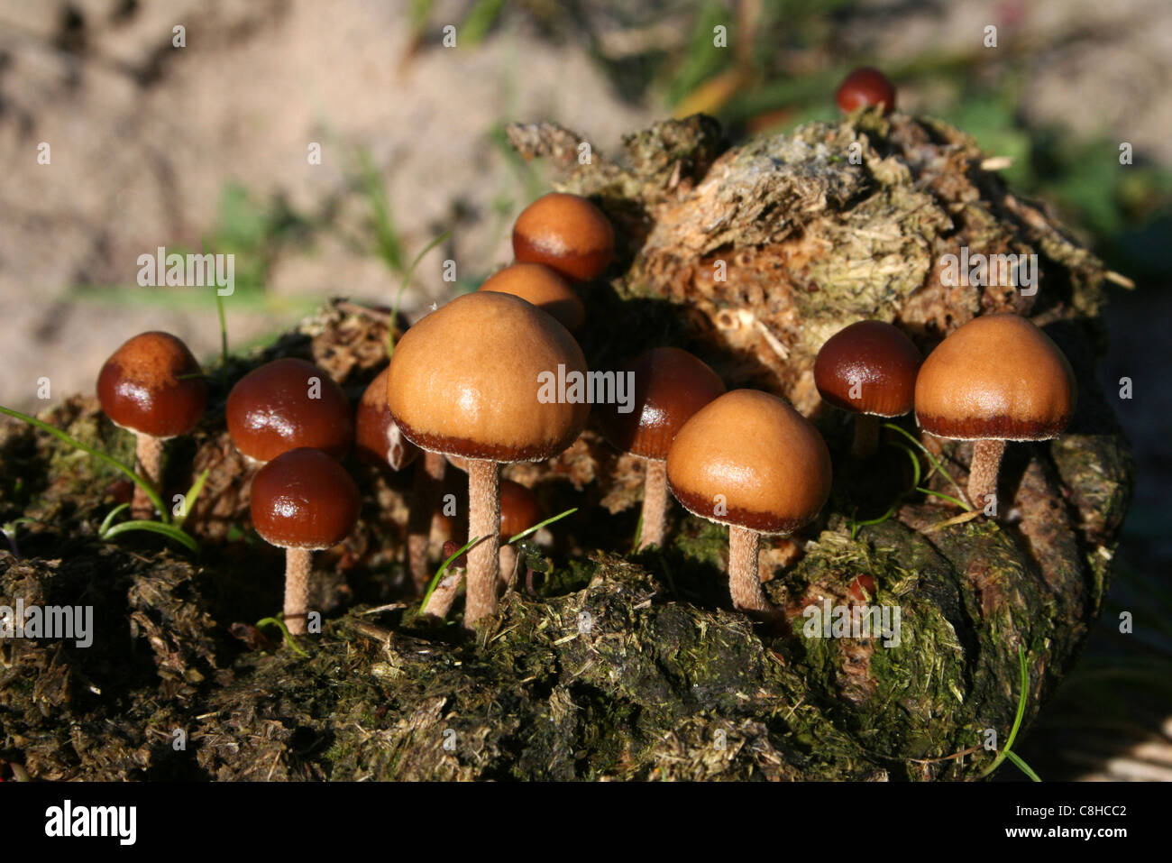 Coprophilous (o sterco-amare) Funghi Foto Stock