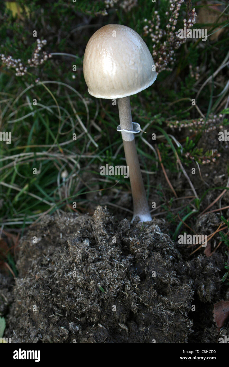 Egghead Mottlegill Panaeolus semiovatus crescendo in sterco Foto Stock