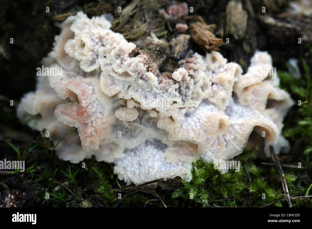 Jelly rot fungus tremellosa Phlebia Foto Stock