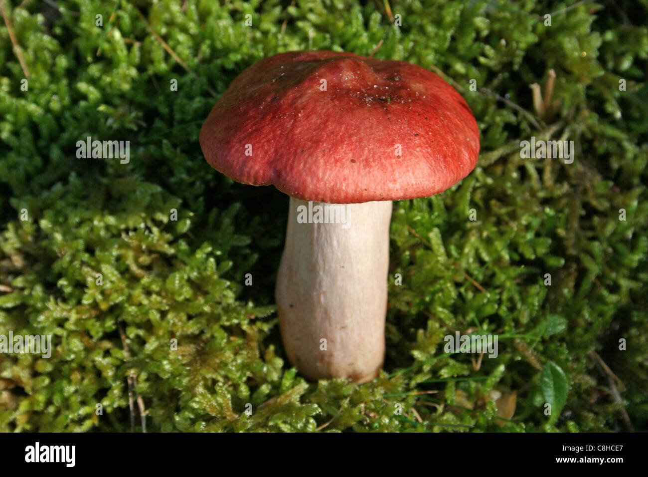 Il Sickener Russula emetica Foto Stock