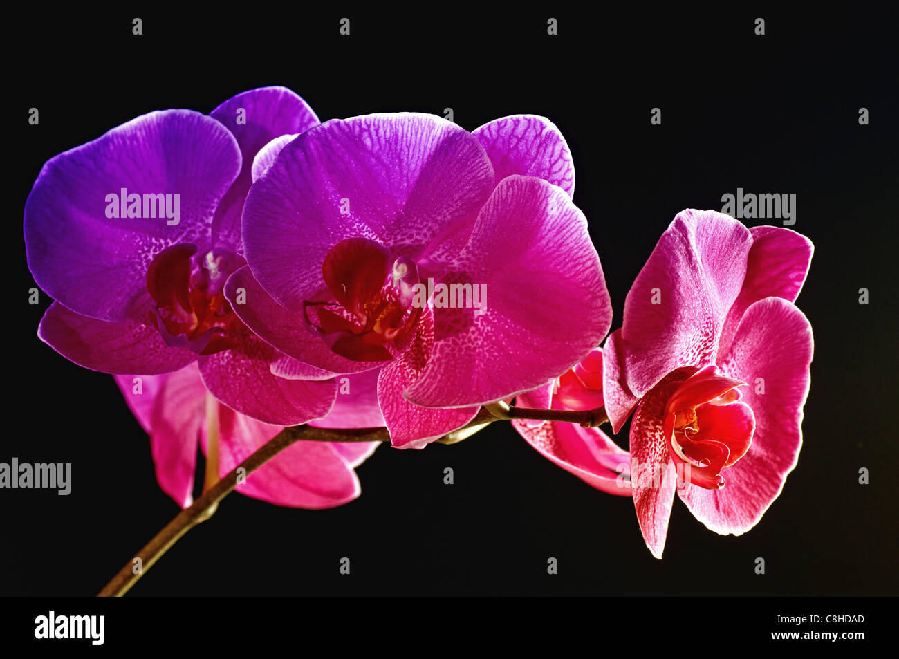 Rainbow orchid su sfondo nero Foto Stock