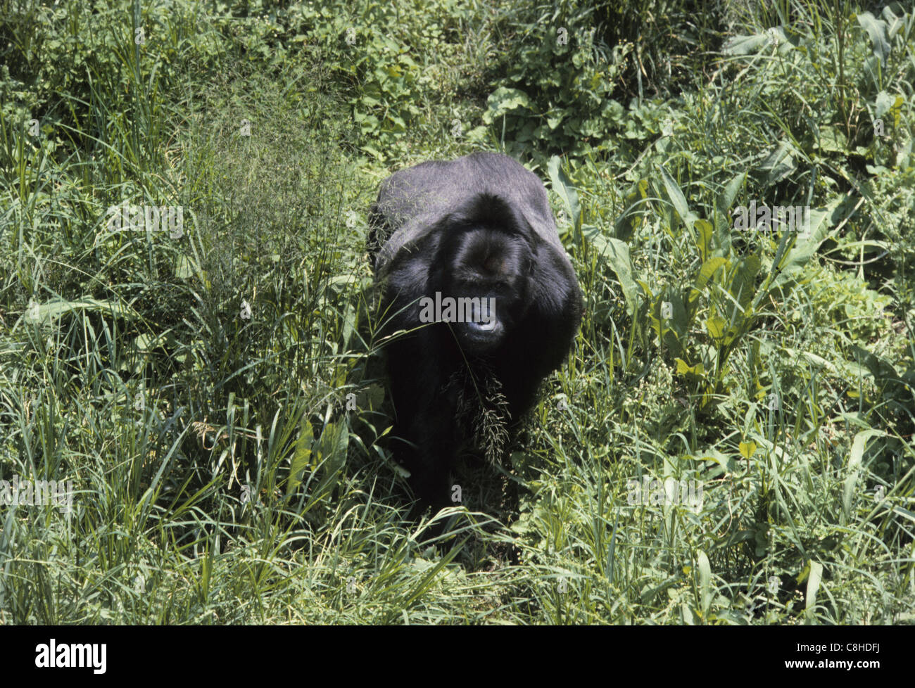 Pianura orientale Gorilla, gorilla, animale, APE, scimmia, Gorilla beringei graueri, Parco Nazionale, Kahuzi Biega, Congo, Africa Foto Stock