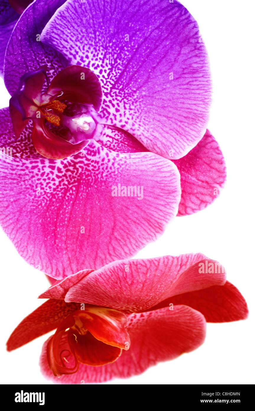 Rainbow orchid su sfondo bianco Foto Stock