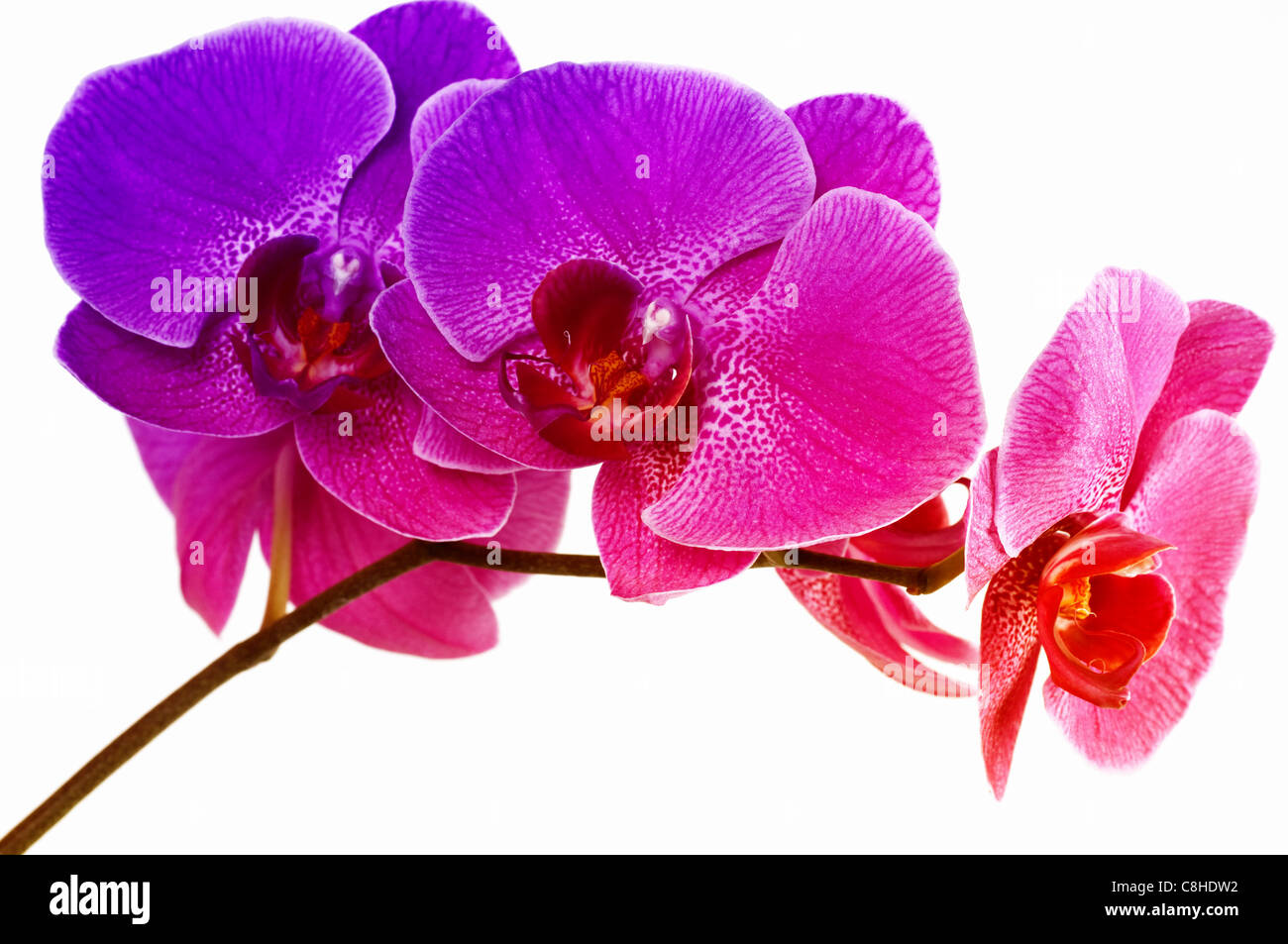 Rainbow orchid su sfondo bianco Foto Stock