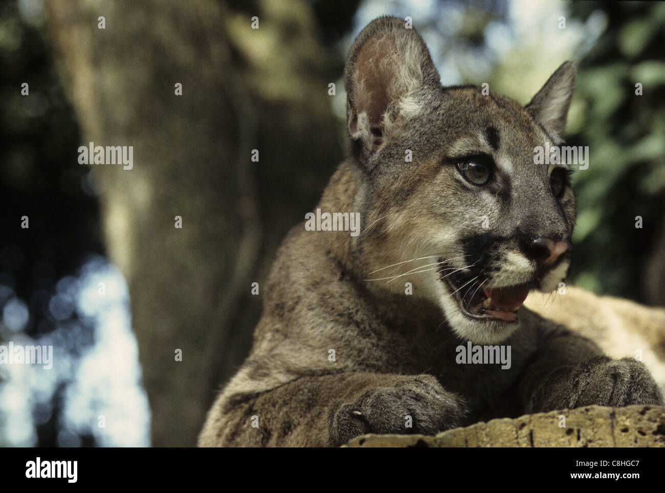 Florida Panther Panther, animale, Profelis concolor, Fakahatchee Strand, Stato preservare, Everglades, Florida, Stati Uniti d'America, Stati Uniti Foto Stock