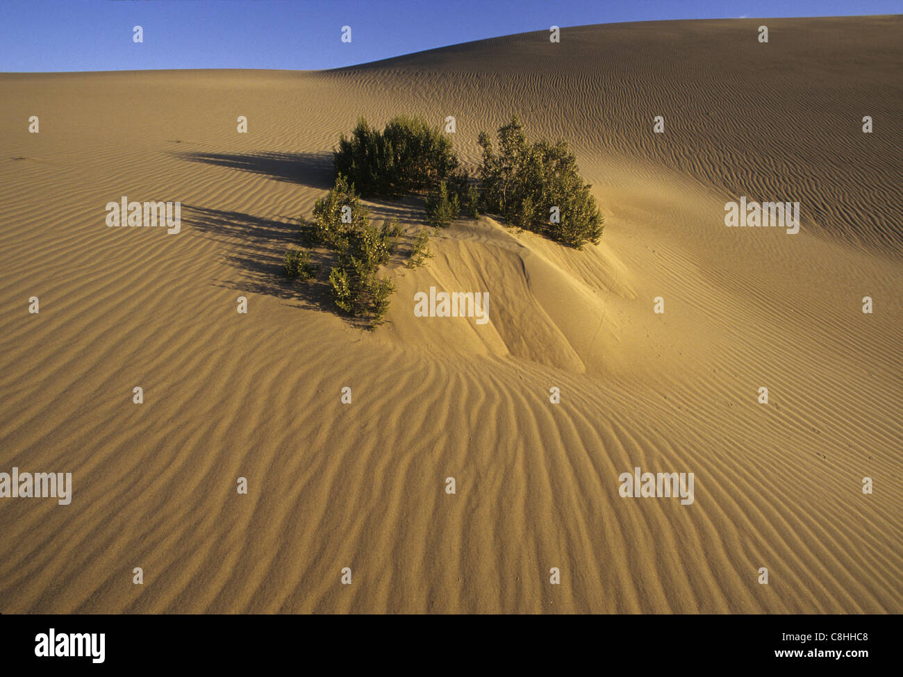Le dune di sabbia, sabbia, dune, Valle della Morte, paesaggio, monumento nazionale, California, Stati Uniti d'America, Stati Uniti, America, Foto Stock