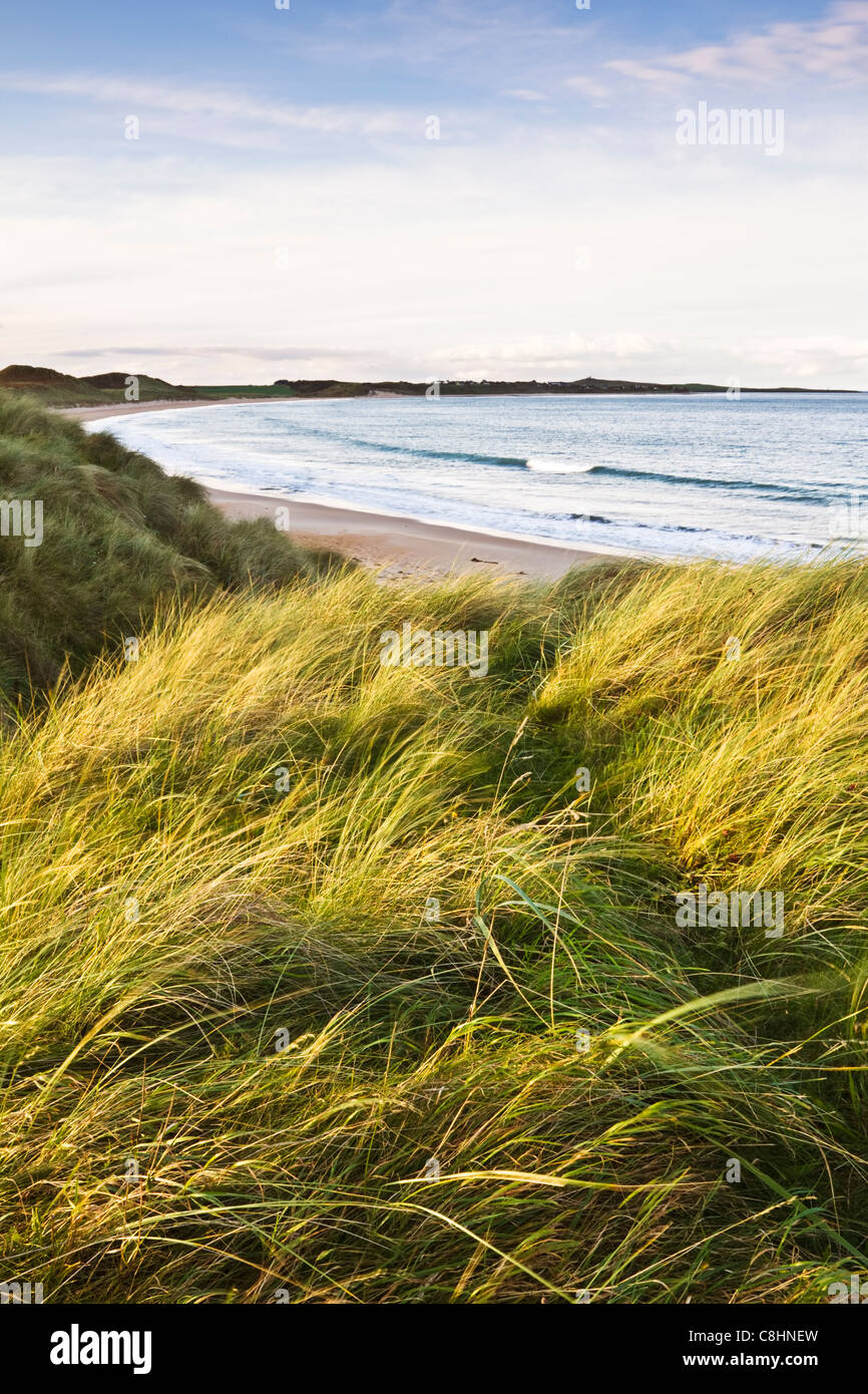 Le dune di Embleton Bay nei pressi di Newton in riva al mare sulla costa Northumbrian, Northumberland, Inghilterra Foto Stock