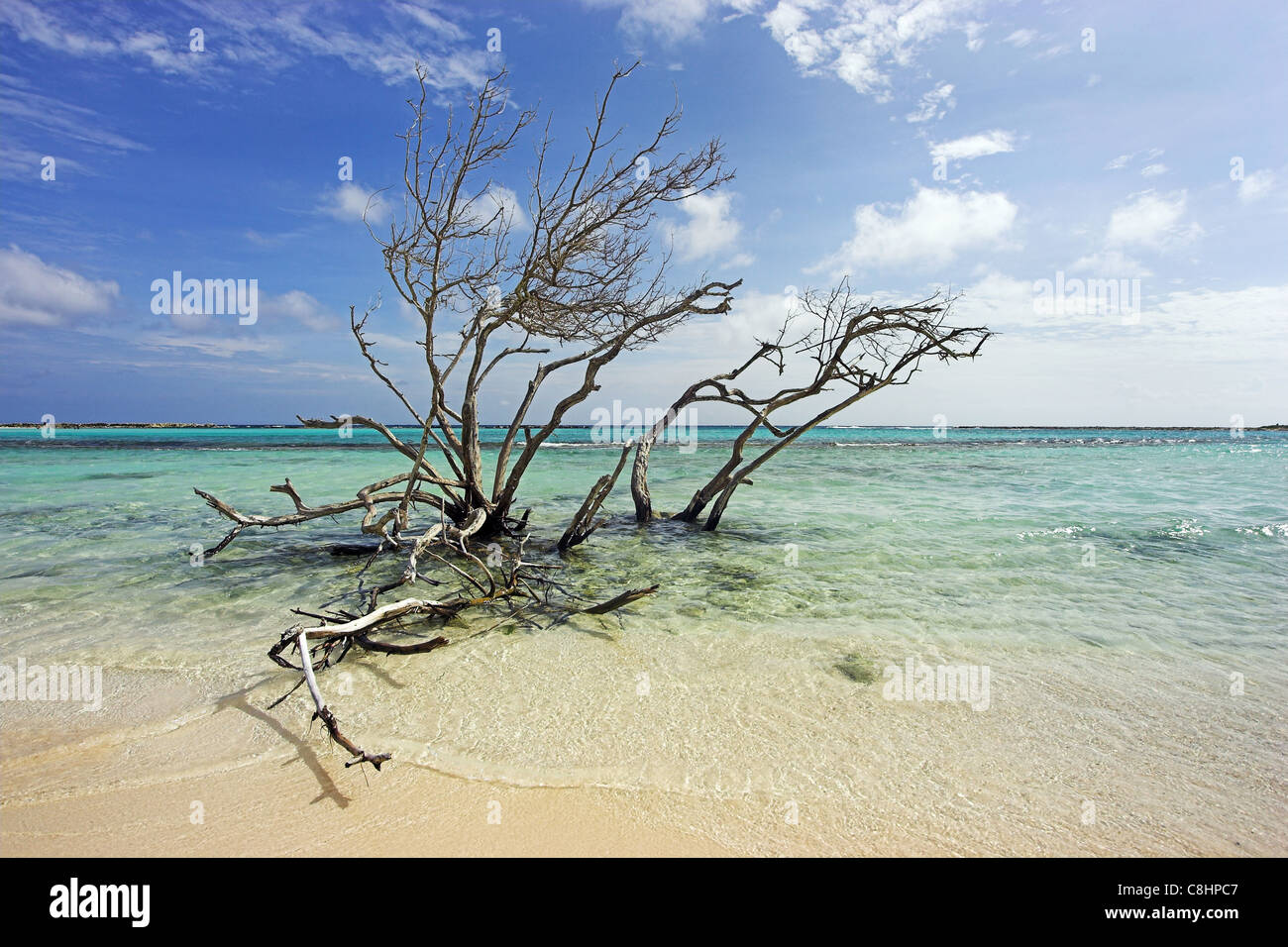 Albero morto a baby beach ad Aruba con acque cristalline che lambisce la costa e il cielo azzurro di overhead. Foto Stock