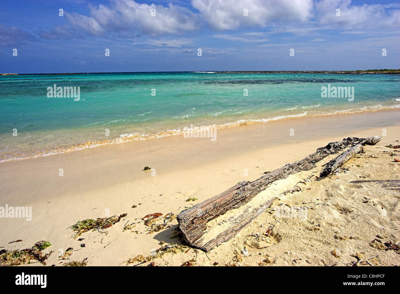 Legno di deriva a baby beach di Aruba Foto Stock