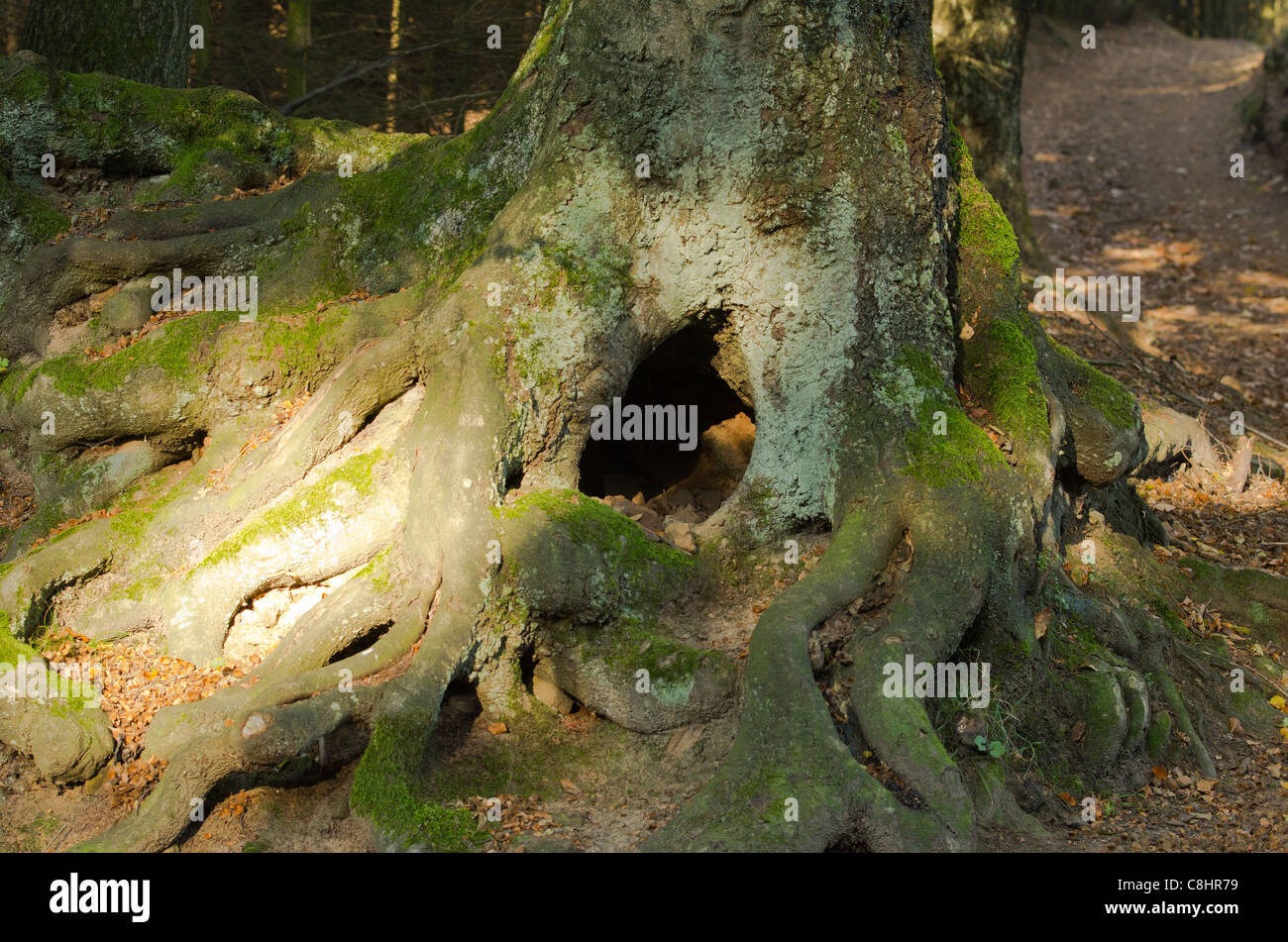 Hermansweg Teutoburger Wald bellissimo albero radici con Moss e il foro in ombra e luce solare Foto Stock