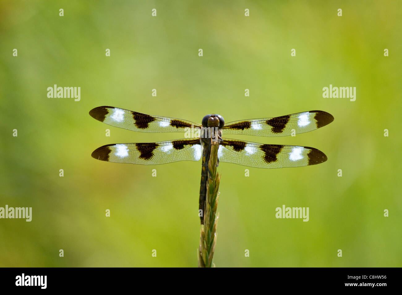 Dodici-spotted skimmer dragonfly appollaiato mostra off ali brillante Foto Stock