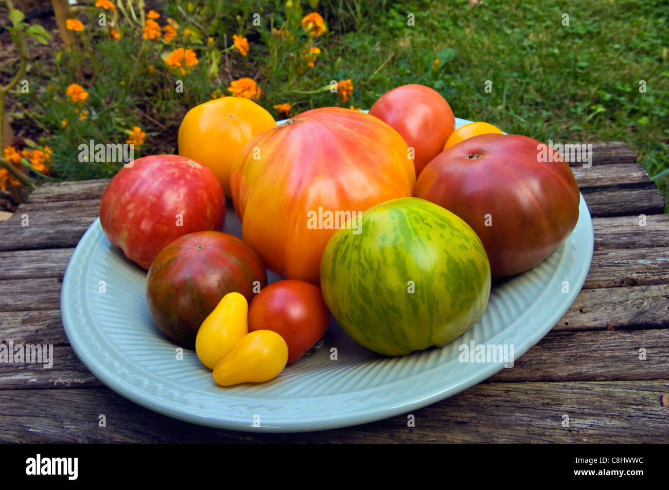 Le diverse varietà di pomodori cimelio su piastra in giardino Foto Stock