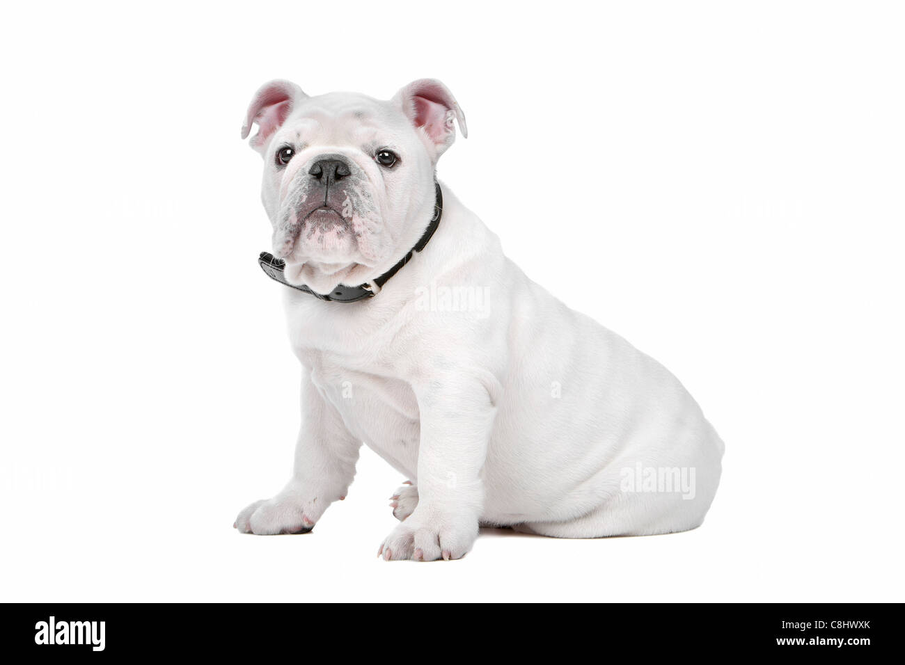 White English Bulldog cucciolo di fronte a uno sfondo bianco Foto Stock